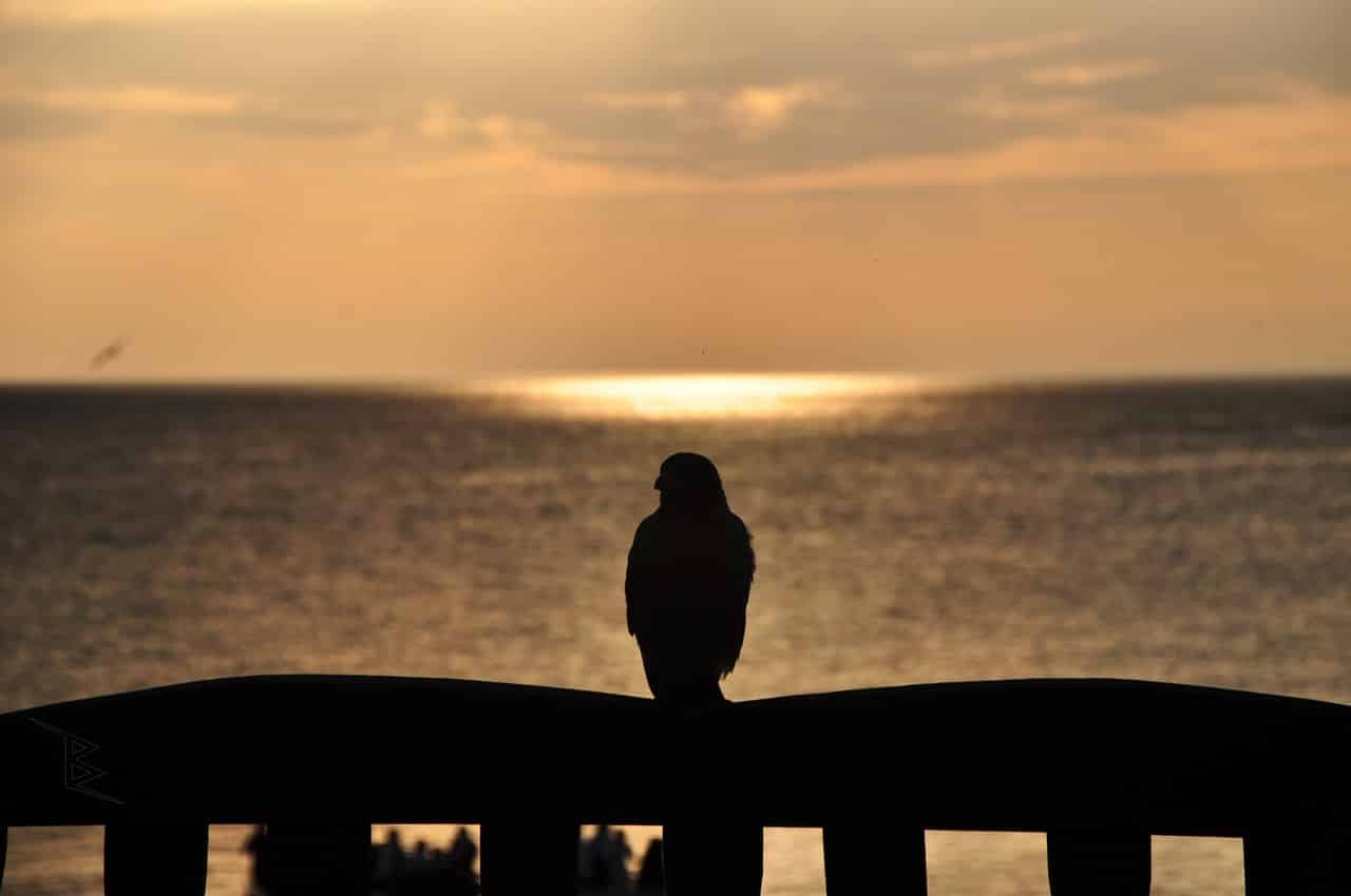 A crow silhouette at sunset standing on a seaside railing with glowing water behind it.