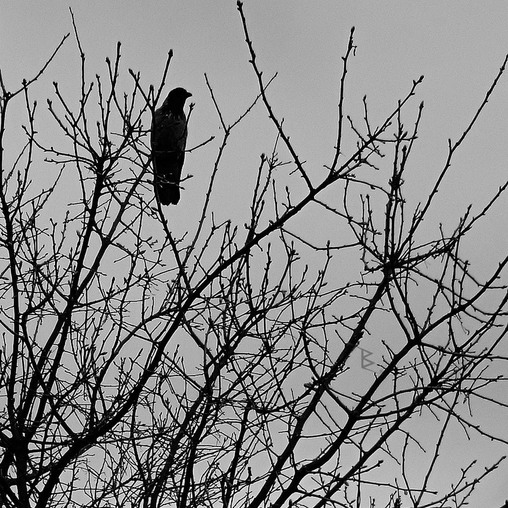 Karga Fotoğrafı - Crow Photo - BE.photos