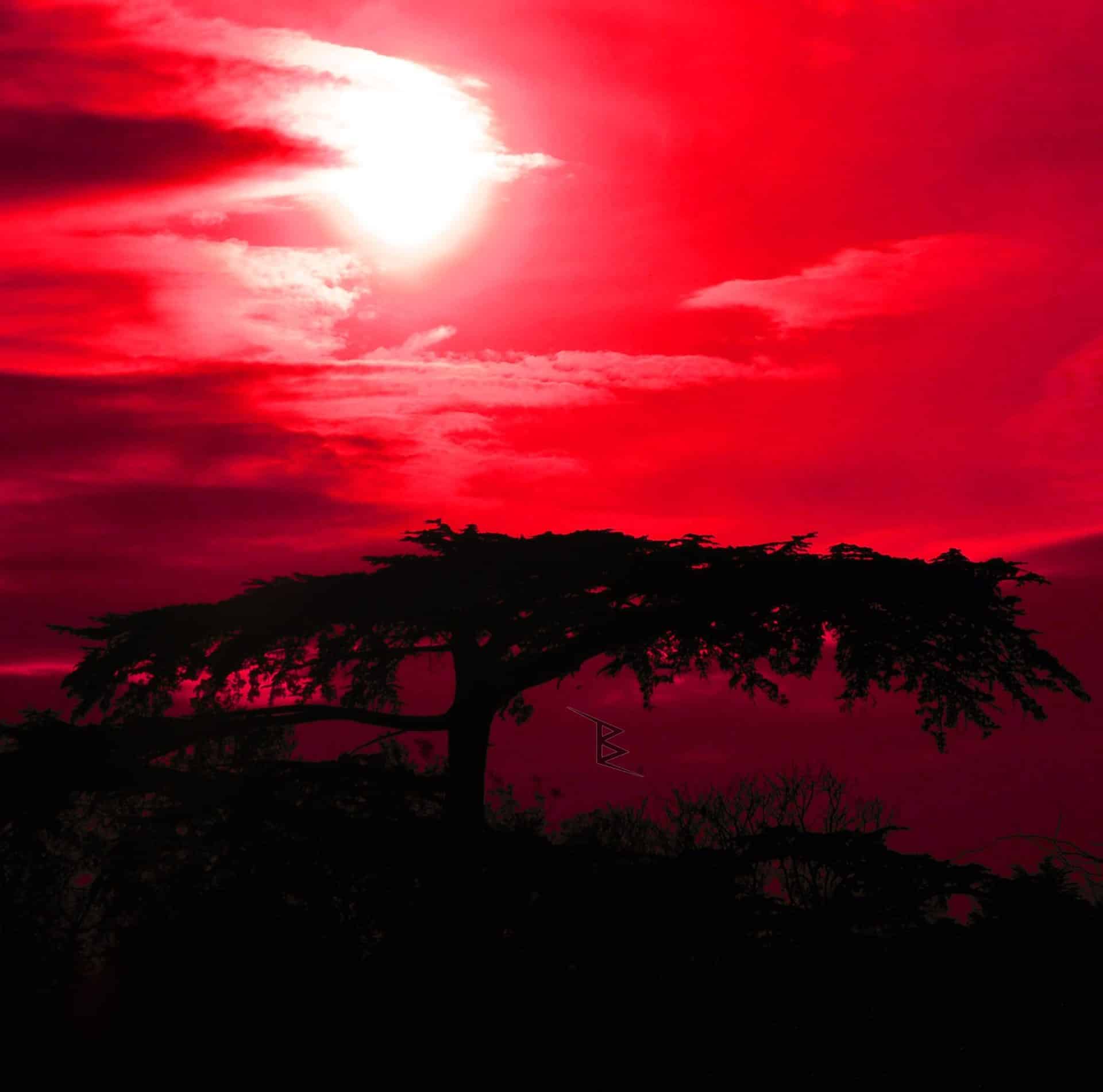 A red sunset tree silhouette beneath an intensely edited red sky in Istanbul.