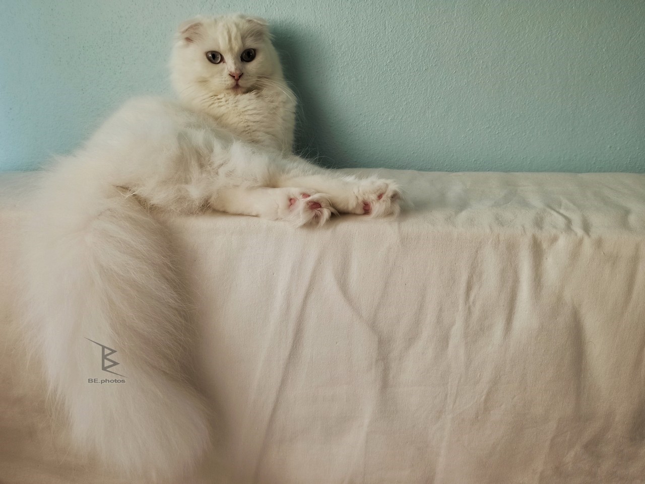 Pamuk, a white Scottish Fold cat, lounging on a bed with folded ears and fluffy fur at home.