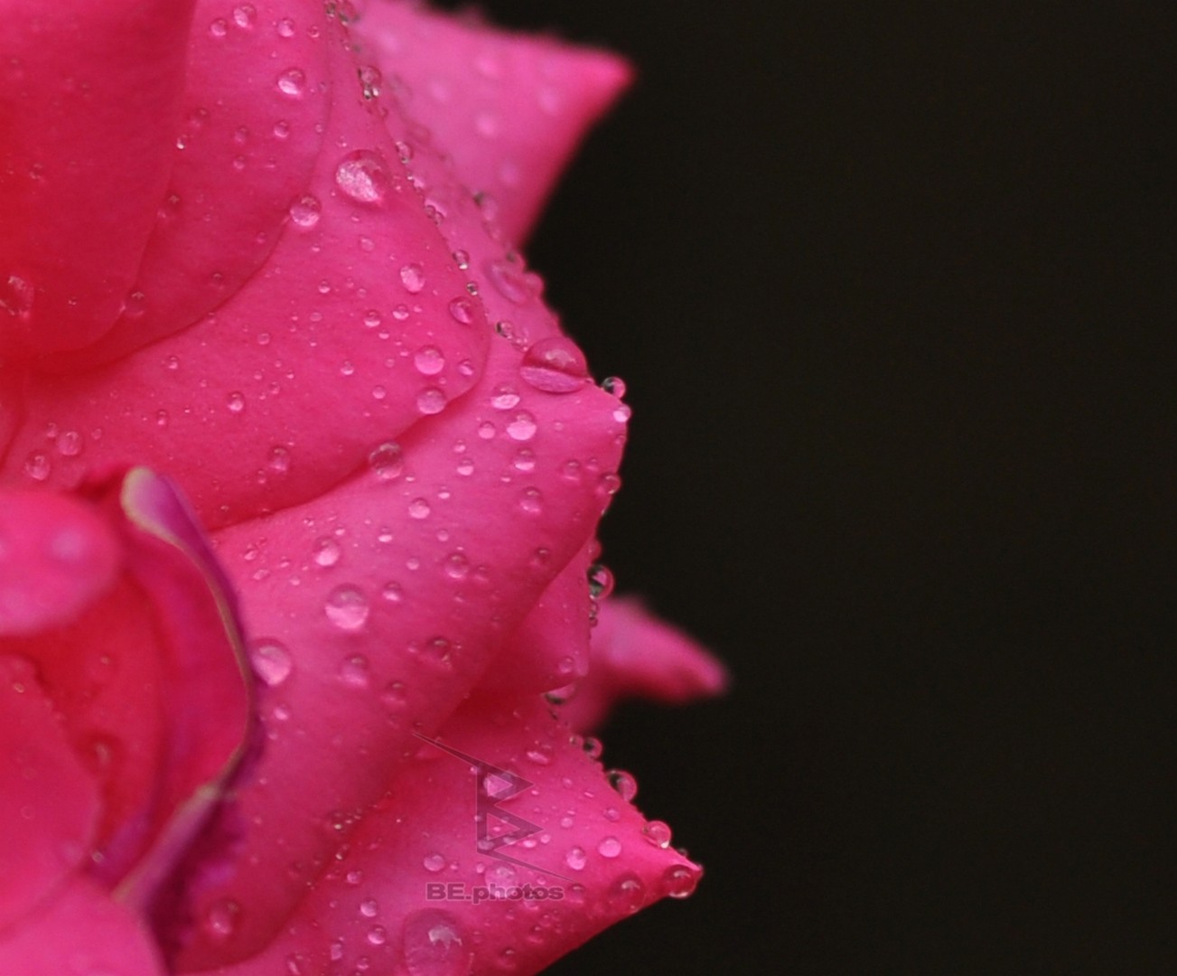 A pink rose with water droplets on its petals against a dark background.