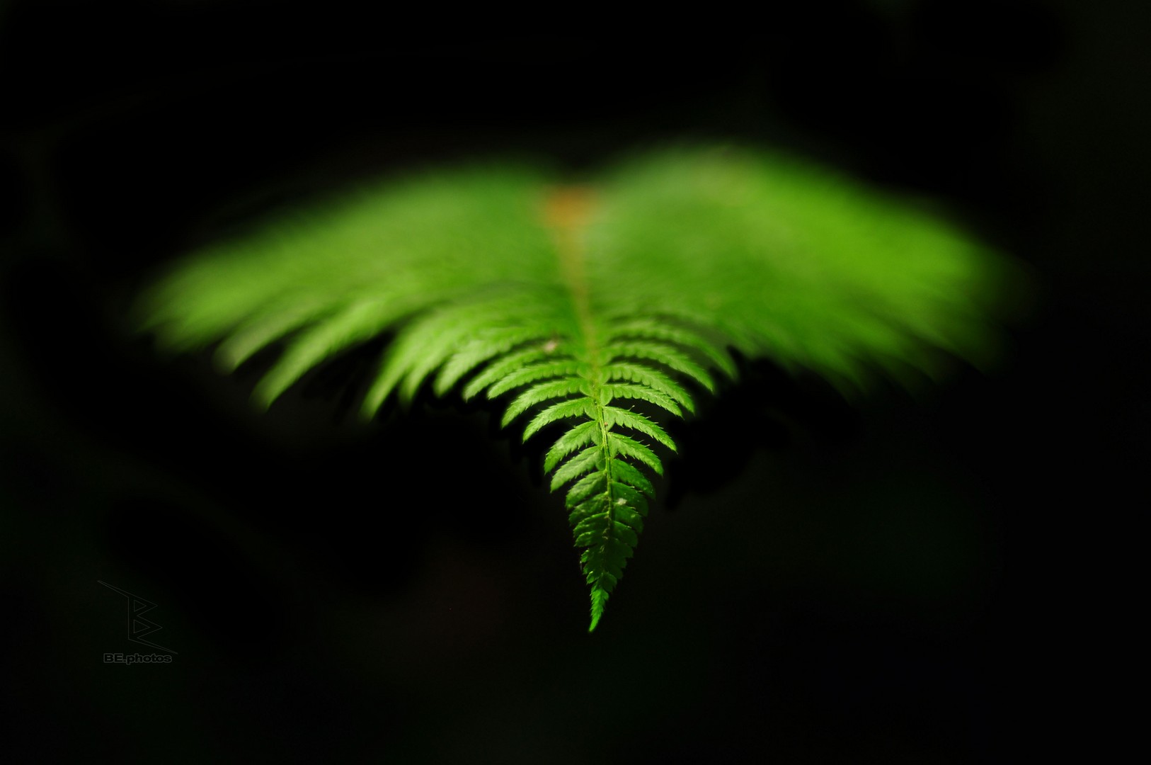 A Green Fern Emerging from the Dark 1 A green fern emerging from a nearly black forest background with its center in sharp focus.