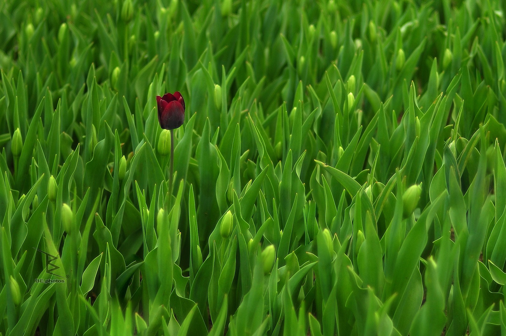 A single red tulip photo showing a deep burgundy-red bloom rising above green leaves and unopened buds at Emirgan Grove.