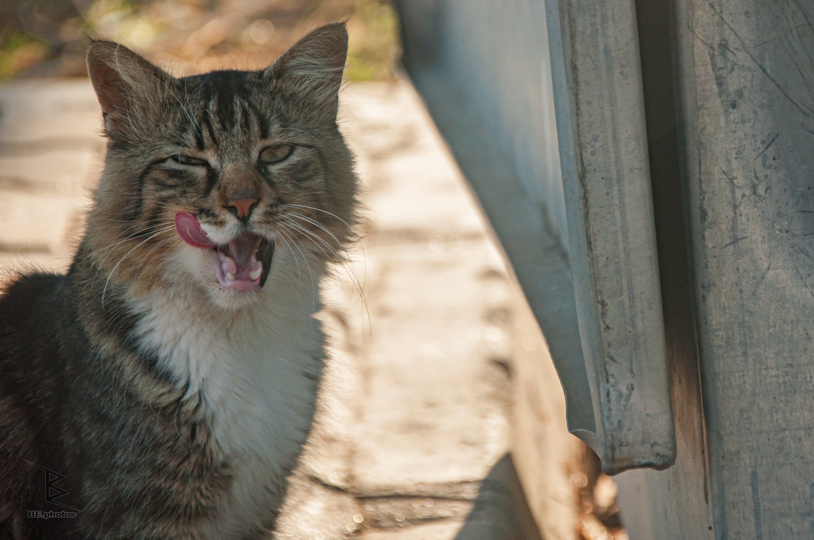 A cat beside a trash can in Kinaliada, with its tongue curled across its mouth.