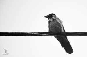 Karga Fotoğrafı - Crow Photos