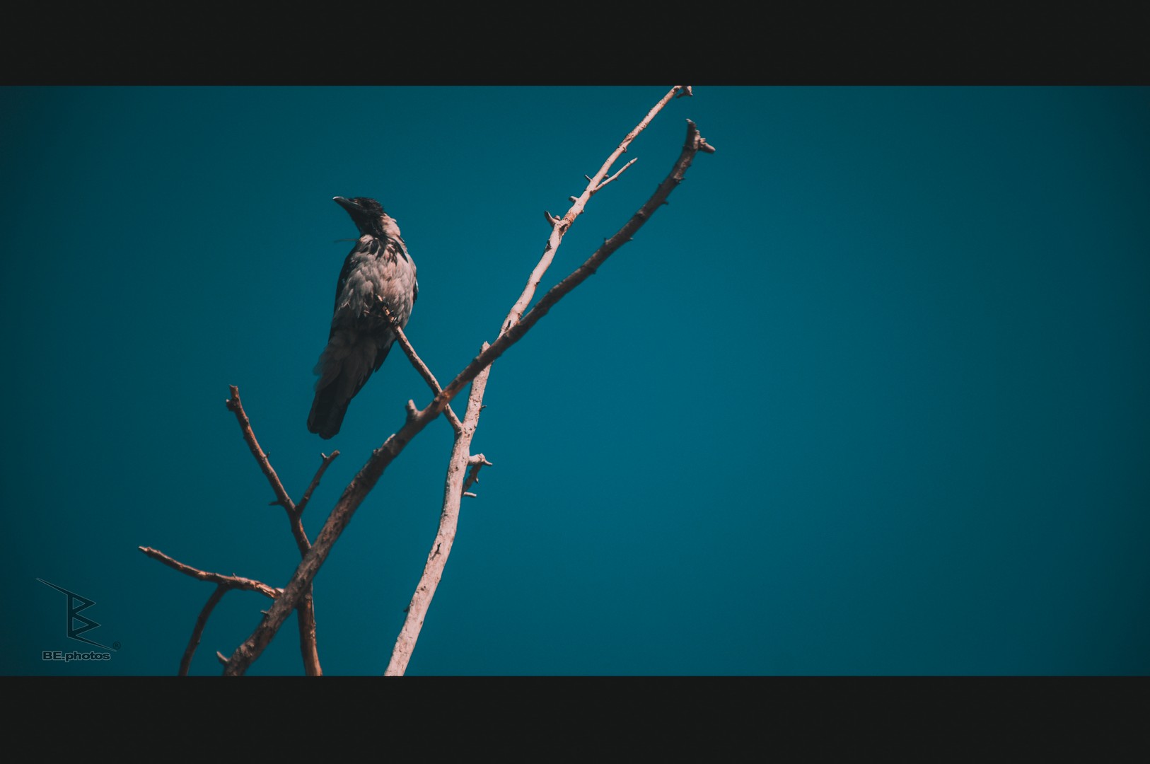 A crow on a branch against a wide turquoise sky during an island walk.