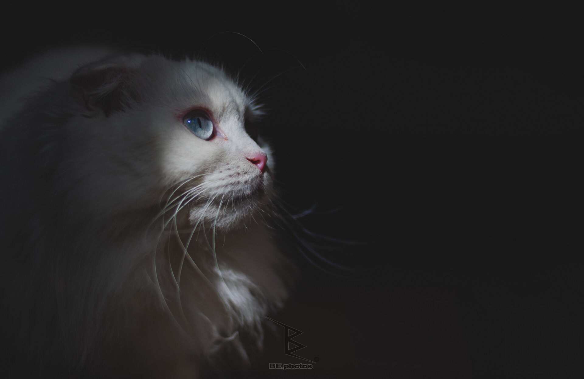 Blue-eyed cat Pamuk in side profile, with white fur and one bright eye lit against a dark background.