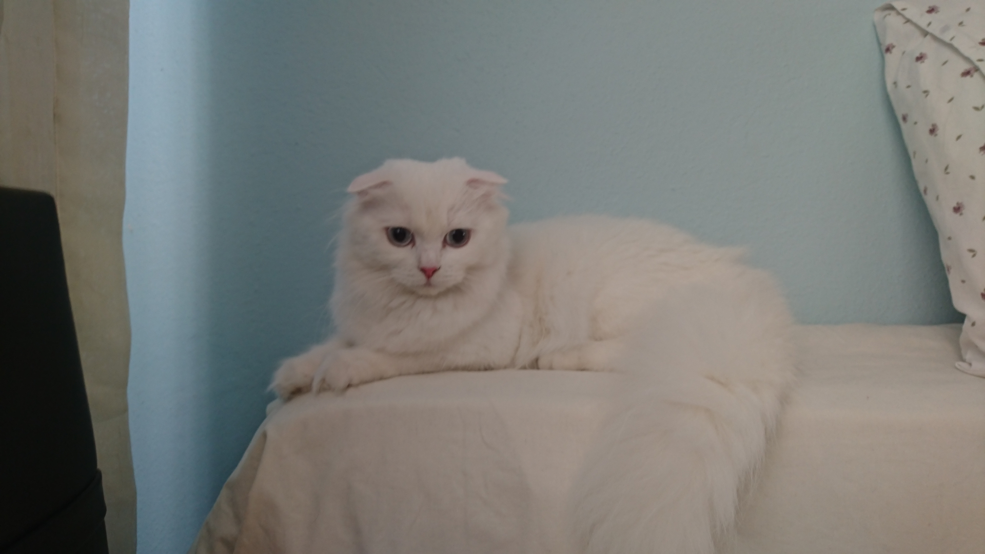 Pamuk's Soft Little World 2 White Scottish Fold cat Pamuk resting on a bed beside a floral pillow against a turquoise wall.