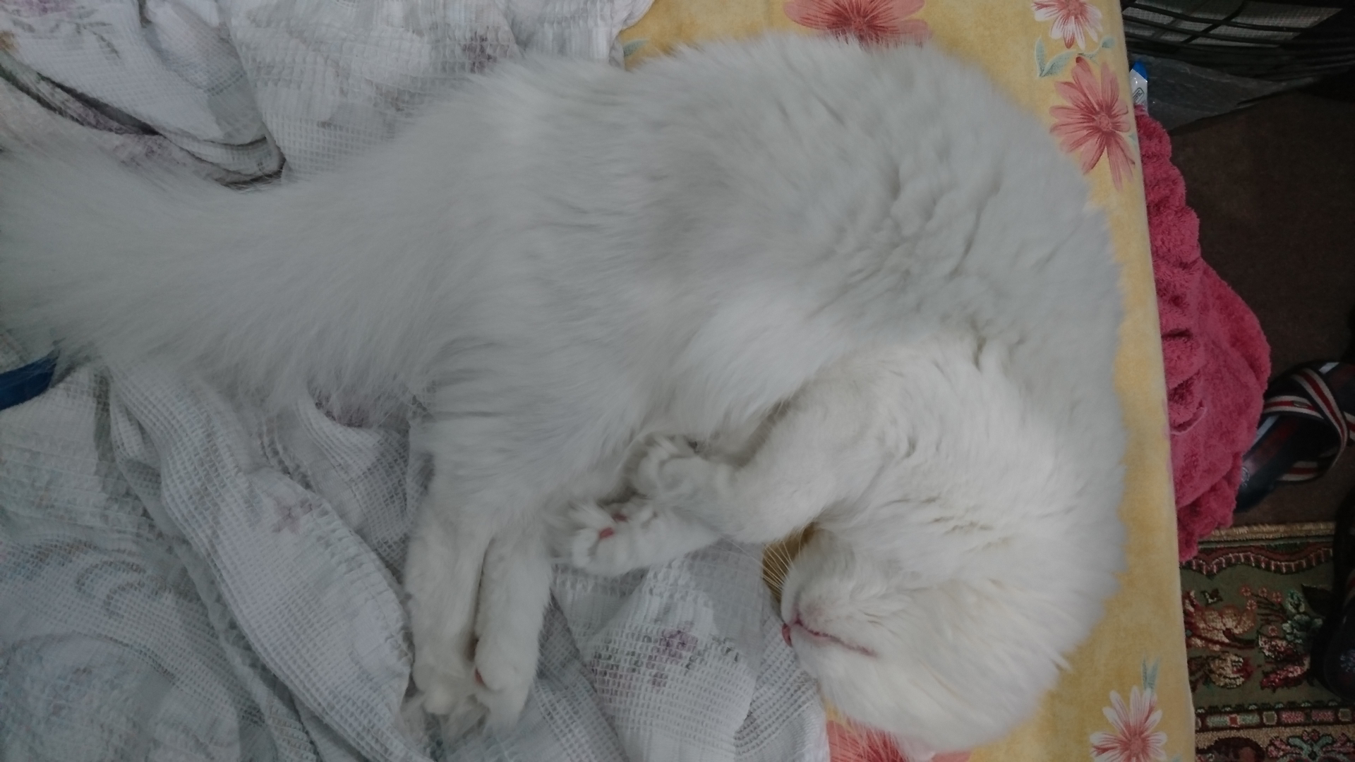 Pamuk's Soft Little World 3 Pamuk, a white Scottish Fold cat, sleeping curled up on a yellow floral blanket.