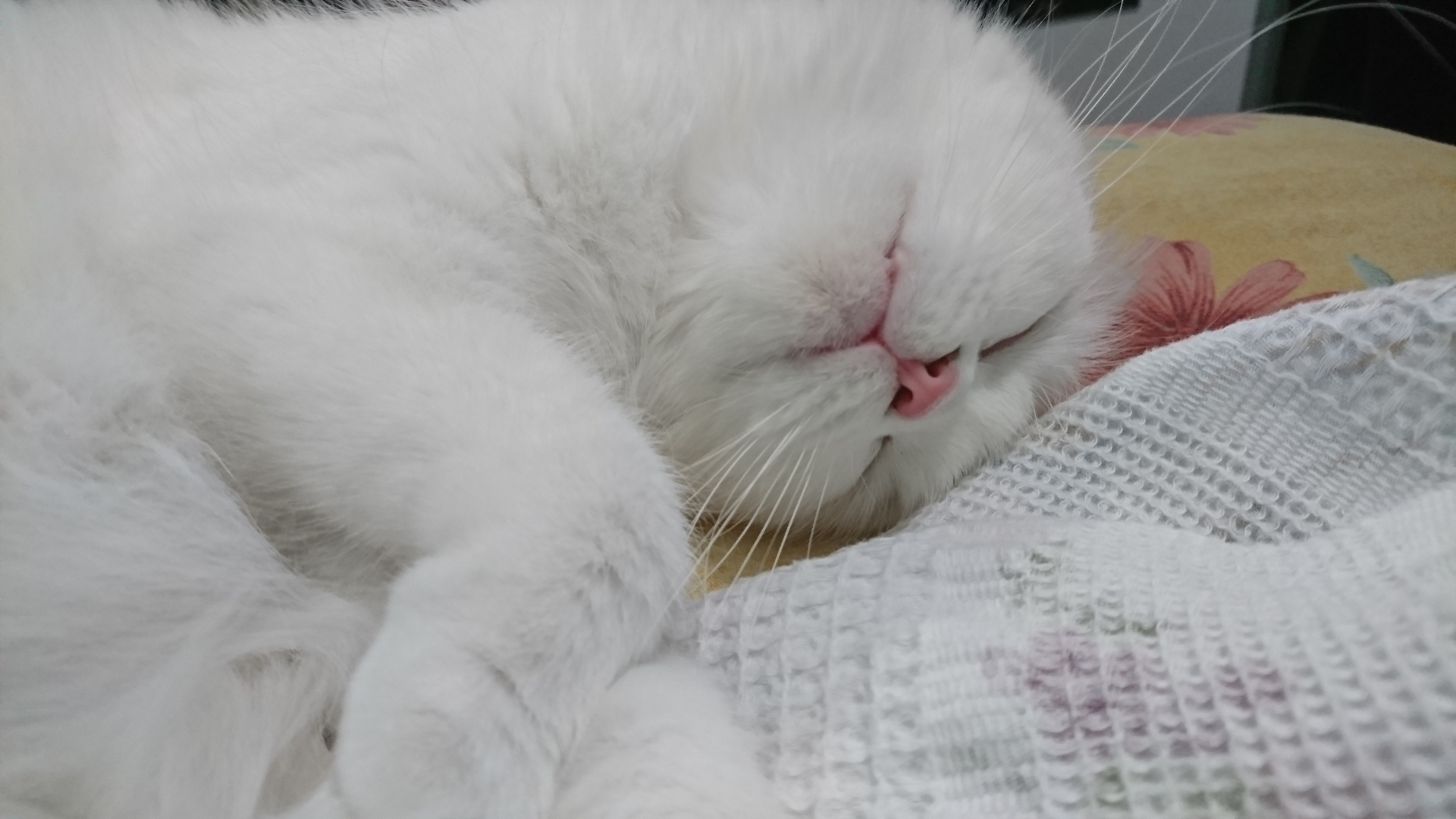 Pamuk's Soft Little World 4 Close-up of sleeping white Scottish Fold cat Pamuk with her paws tucked beneath her face.