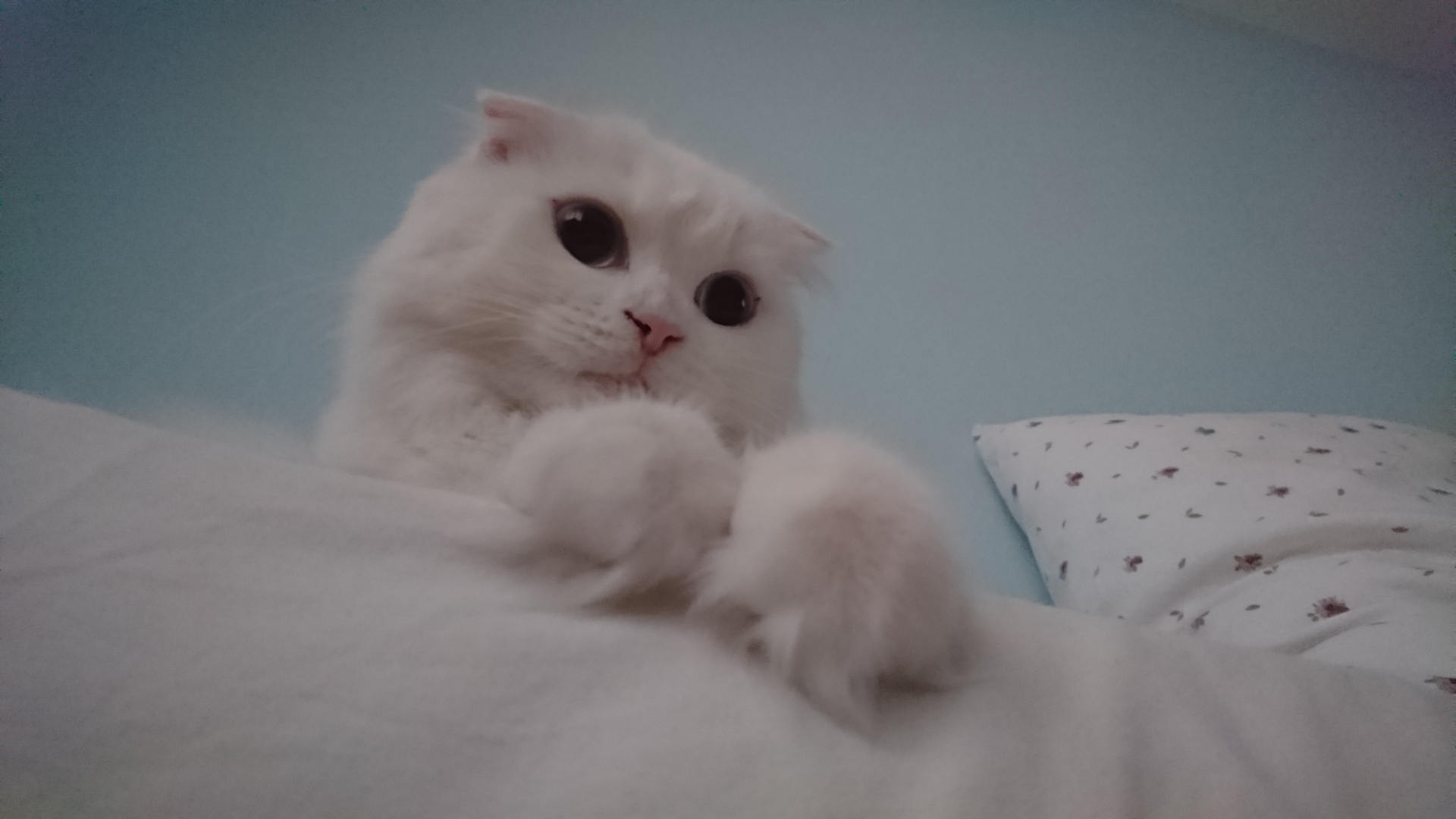 Pamuk's Soft Little World 1 Pamuk, a white Scottish Fold cat, resting in Pamuk's soft little world on a bed with one front paw raised toward the camera.