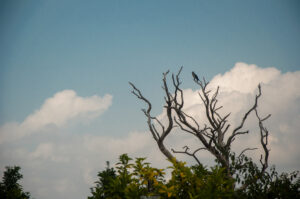 Lonely crow perched on a dead tree under a soft cloudy sky