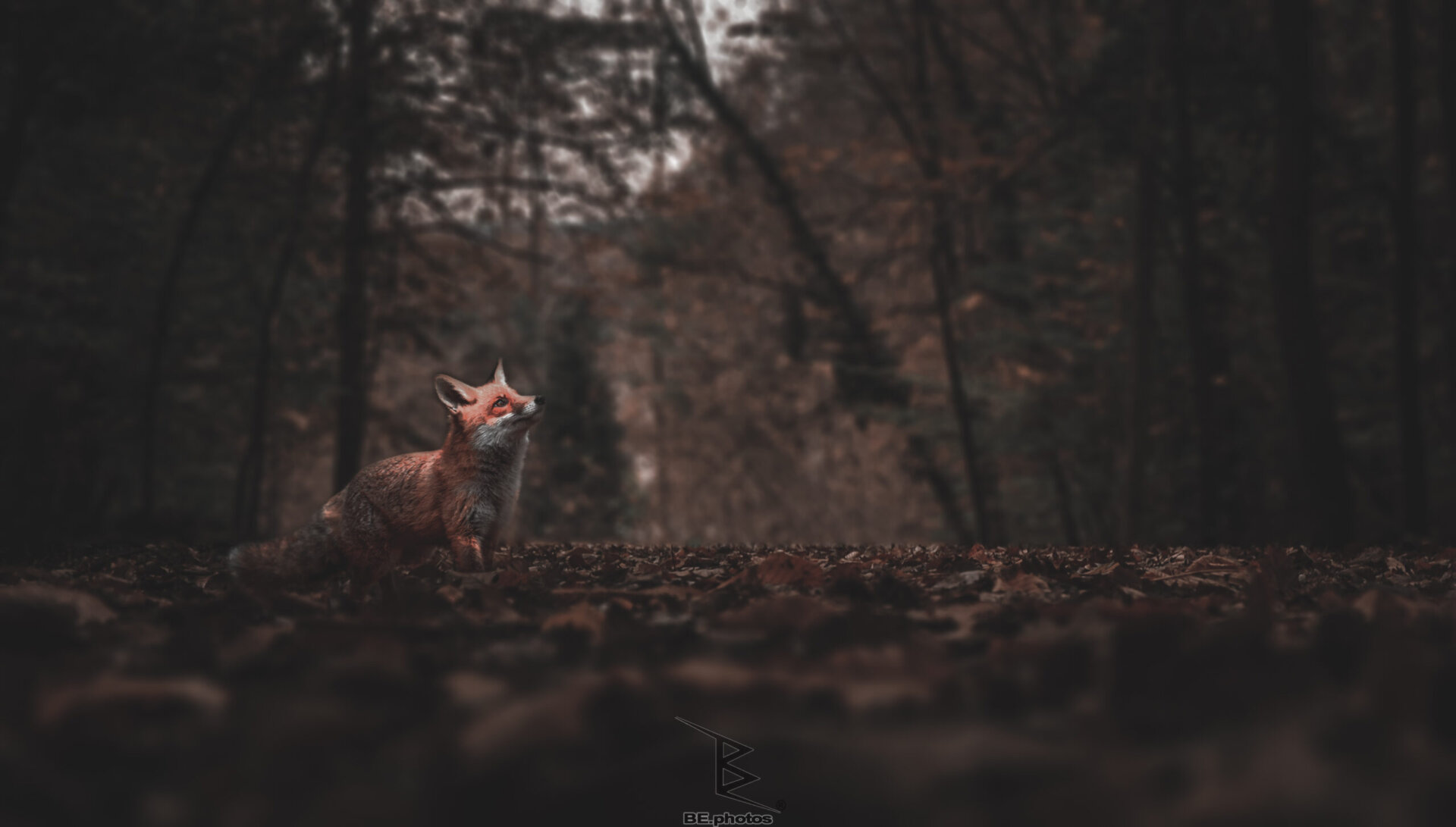 A fox photo manipulation showing a red fox in a dark forest, created from an original photograph taken at Atatürk Arboretum.