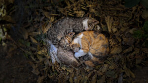 Three stray cats sleeping curled together on autumn leaves, forming a natural heart shape that reflects warmth, love, and peace.