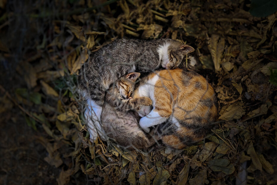 Three stray cats sleeping curled together on autumn leaves, forming a natural heart shape that reflects warmth, love, and peace.