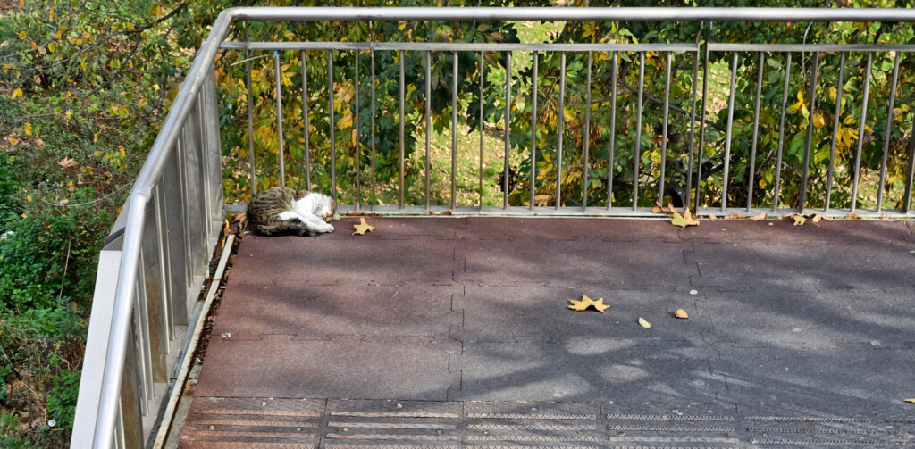 Sleeping street cat on a bridge covered in autumn leaves in Istanbul