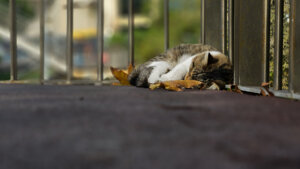 Sleeping street cat on a bridge covered in autumn leaves in Istanbul
