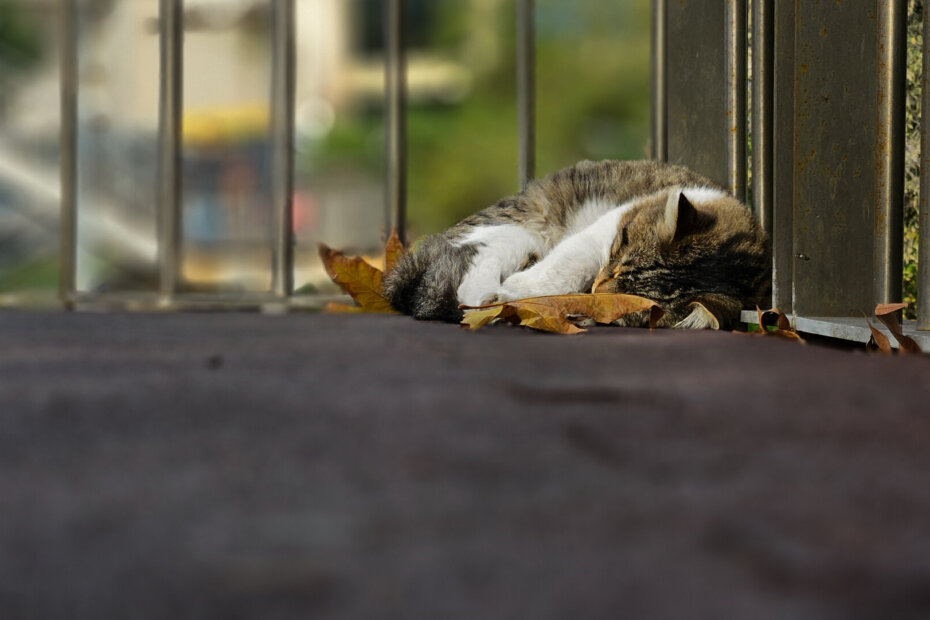 Sleeping street cat on a bridge covered in autumn leaves in Istanbul