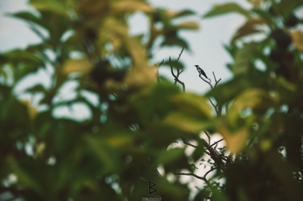 Crow in Leaves – A Hidden Moment in Nature 1 crow perched on branch hidden behind green leaves nature photography