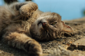 Istanbul street cat lying on its back on sun-warmed stone, paw raised, green eyes half-closed, shallow depth of field with blue sky background