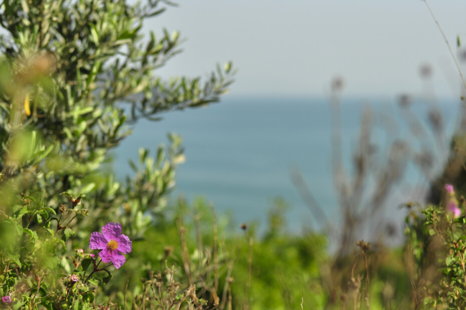 Pink rock rose cistus creticus flower blooming in front of olive branches with blurred Mediterranean sea in background