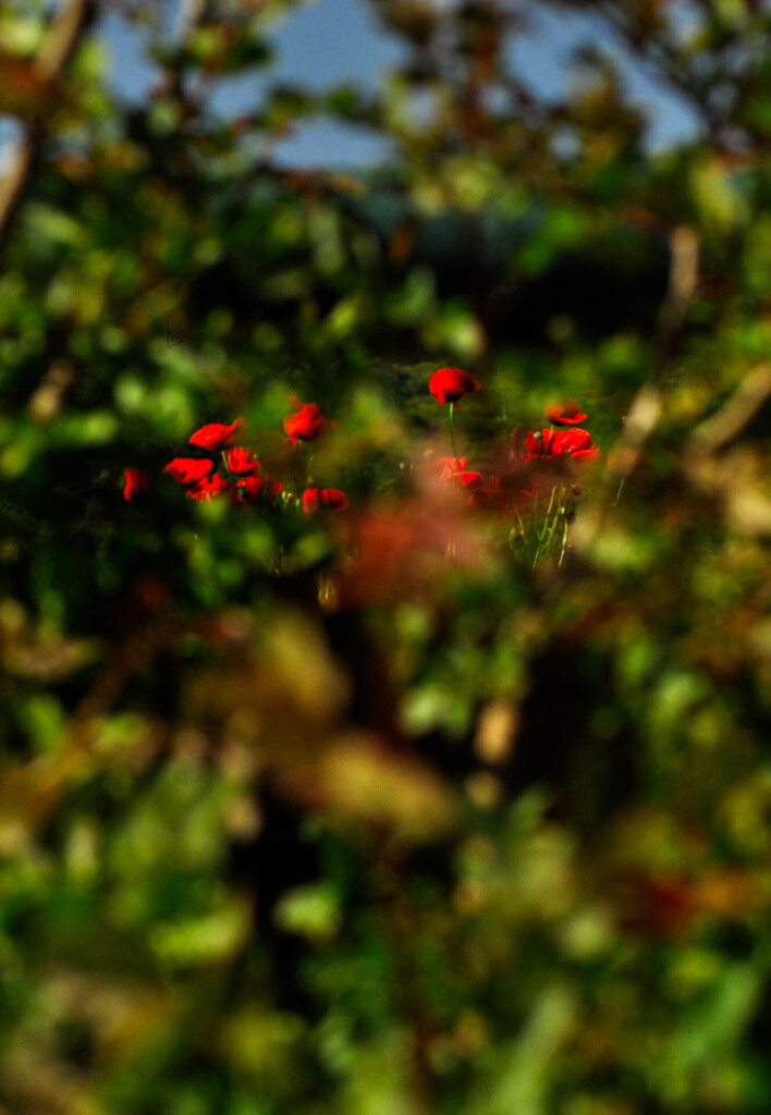 Wild red poppy flowers blooming in a green field with soft blurred foliage in foreground and background, shallow depth of field nature photography