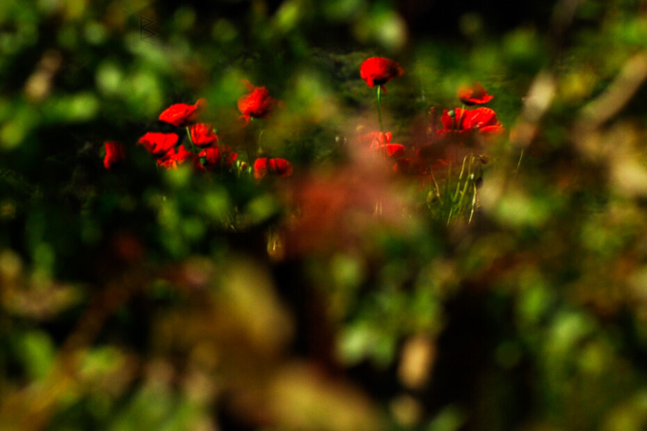 Wild red poppy flowers blooming in a green field with soft blurred foliage in foreground and background, shallow depth of field nature photography