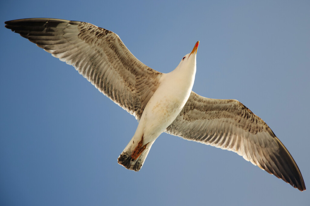 Seagull in flight with wings fully extended against a clear blue sky