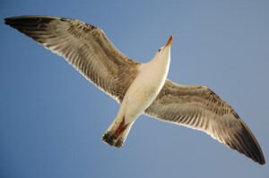 Seagull in flight with wings fully extended against a clear blue sky