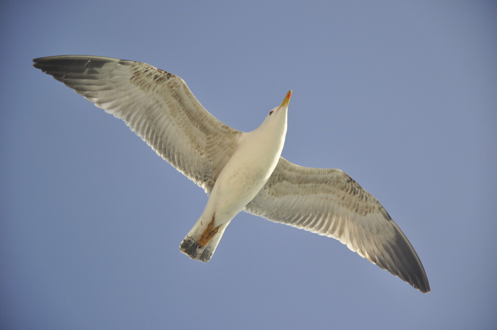 Seagull in flight with wings fully extended against a clear blue sky
