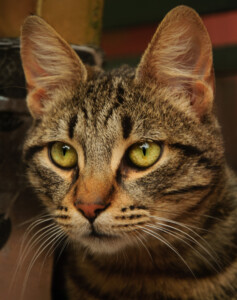Close-up tabby cat portrait with golden-green eyes, striped brown fur, upright ears, and long white whiskers.