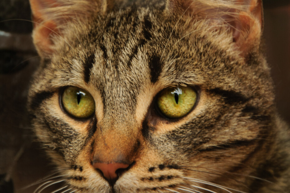 Close-up tabby cat portrait with golden-green eyes, striped brown fur, upright ears, and long white whiskers.
