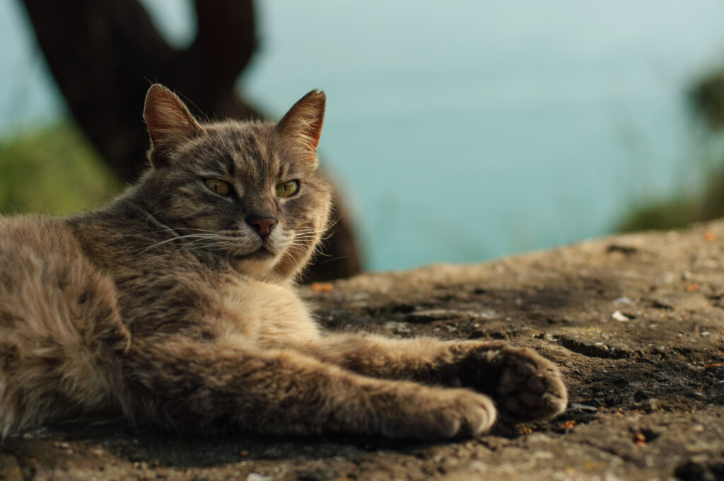 Istanbul street cat with green eyes resting on stone wall with blurred turquoise sea in background golden hour portrait
