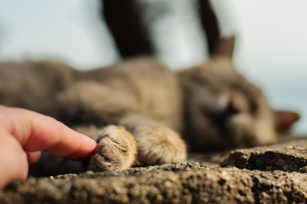Close-up of a human finger gently touching an Istanbul street cat paw on a stone surface with sleeping cat blurred in background