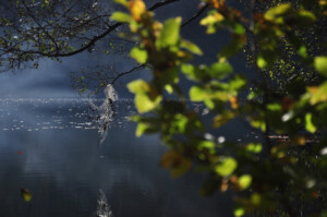A misty lake landscape with dark branches, blurred green leaves and a hazy blue shoreline.