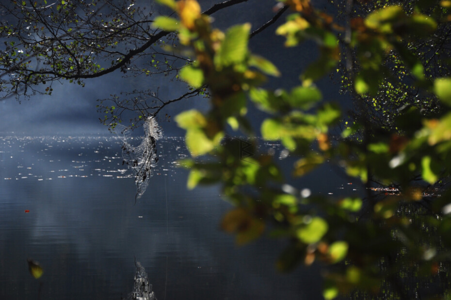 A misty lake landscape with dark branches, blurred green leaves and a hazy blue shoreline.