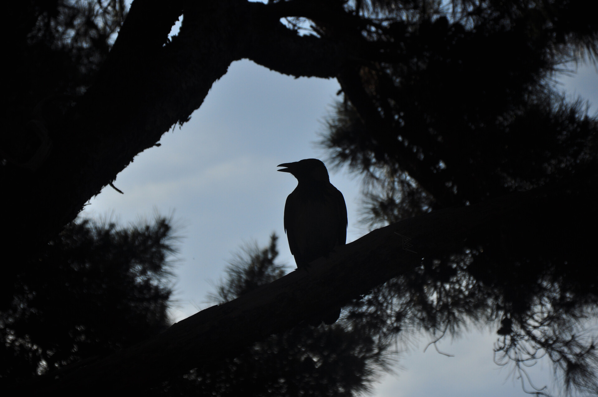 A crow silhouette perched on a branch with its beak open against a pale sky framed by dark pine needles.