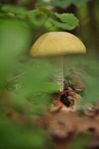 A pale mushroom among green leaves in Ataturk Arboretum.