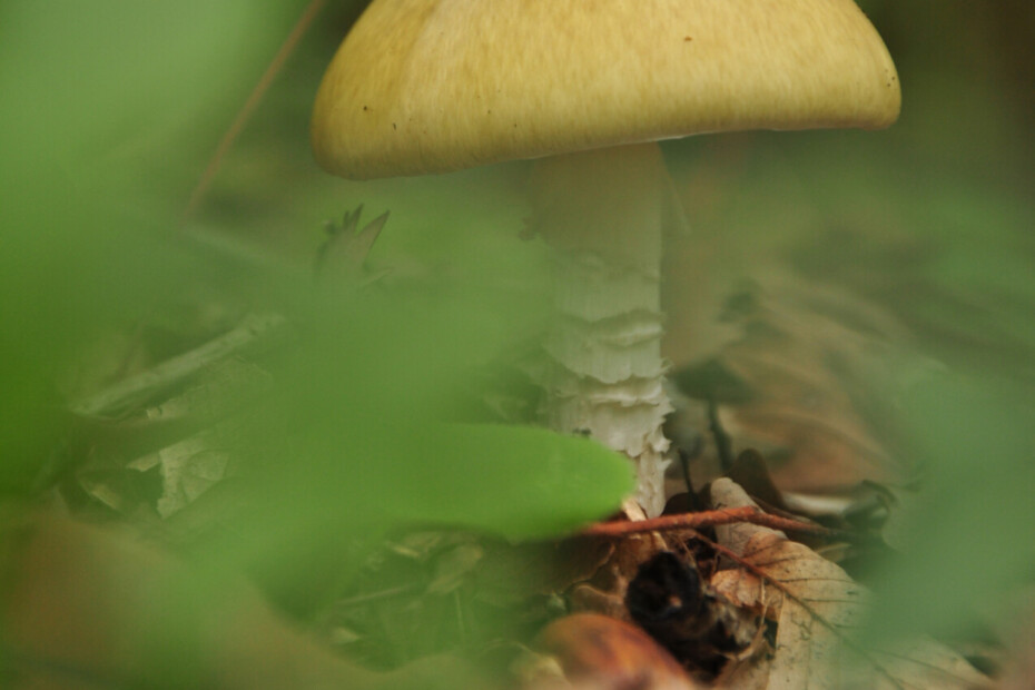 A pale mushroom among green leaves in Ataturk Arboretum.